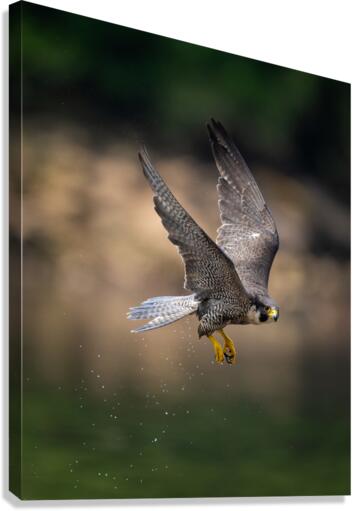 Falcon in Flight - 2 Canvas Print