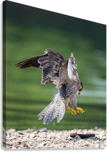 Playful Falcon - 2 Canvas Print