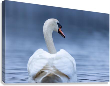 A29I4984 Edit 2 Canvas Print