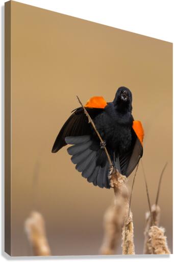 A66I1637 Edit 3 Canvas Print