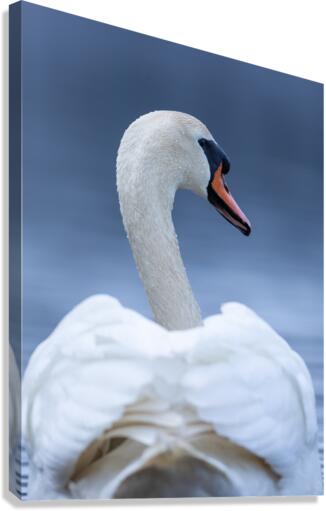 A29I4984 Edit 3 Canvas Print