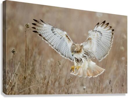 A66I1451 Edit 3 Canvas Print