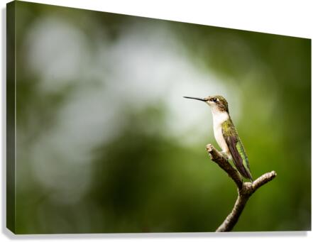  KM 0687 Edit 2 Canvas Print