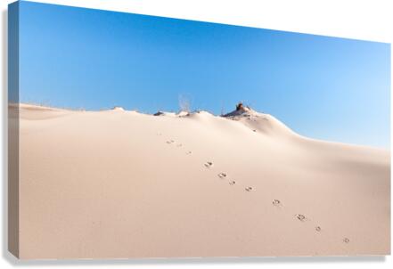 20140308  P2L1104 Canvas Print