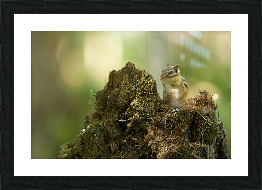 A29I5872 Edit 2 Picture Frame print