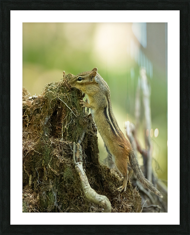 A29I5834 Edit 4 Picture Frame print