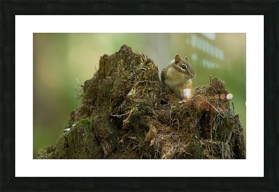 A29I5903 Edit 2 Picture Frame print