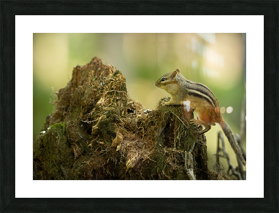 A29I5839 Edit 2 Picture Frame print