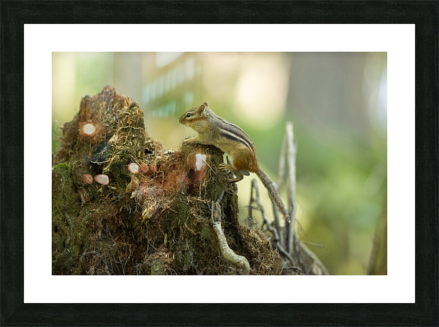 A29I5837 Edit Picture Frame print