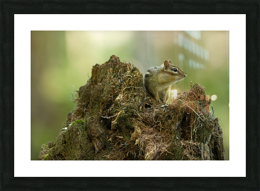 A29I5919 Edit 2 Picture Frame print