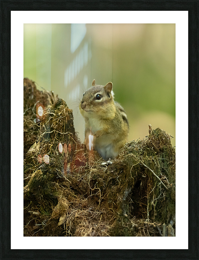 A29I5872 Edit 3 Picture Frame print