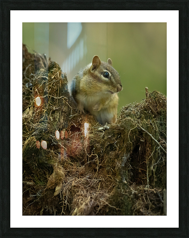 A29I5903 Edit 3 Picture Frame print