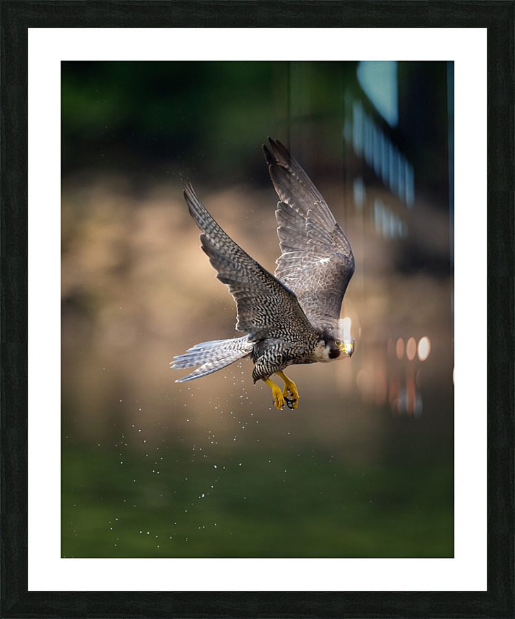 Falcon in Flight - 2 Picture Frame print