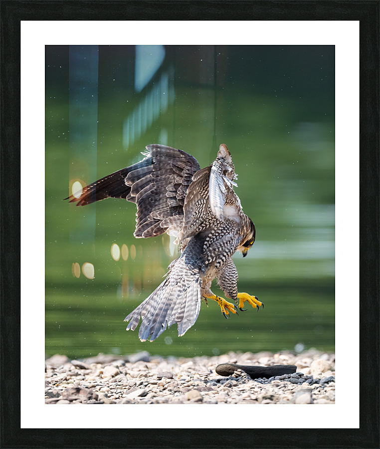 Playful Falcon - 2 Picture Frame print