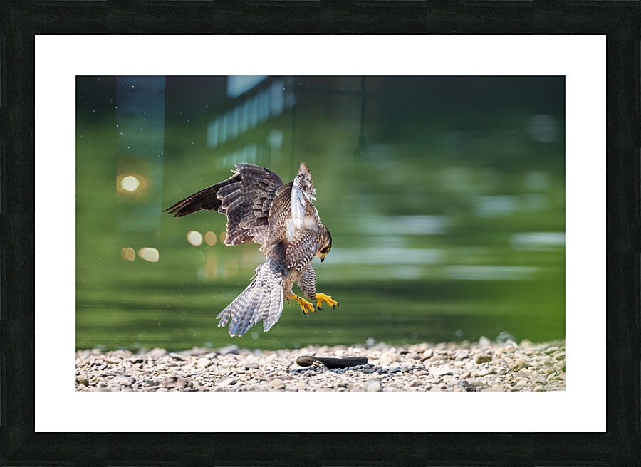 Playful Falcon Picture Frame print