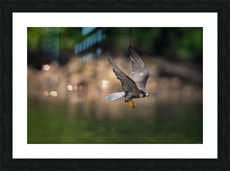 Falcon in Flight Picture Frame print