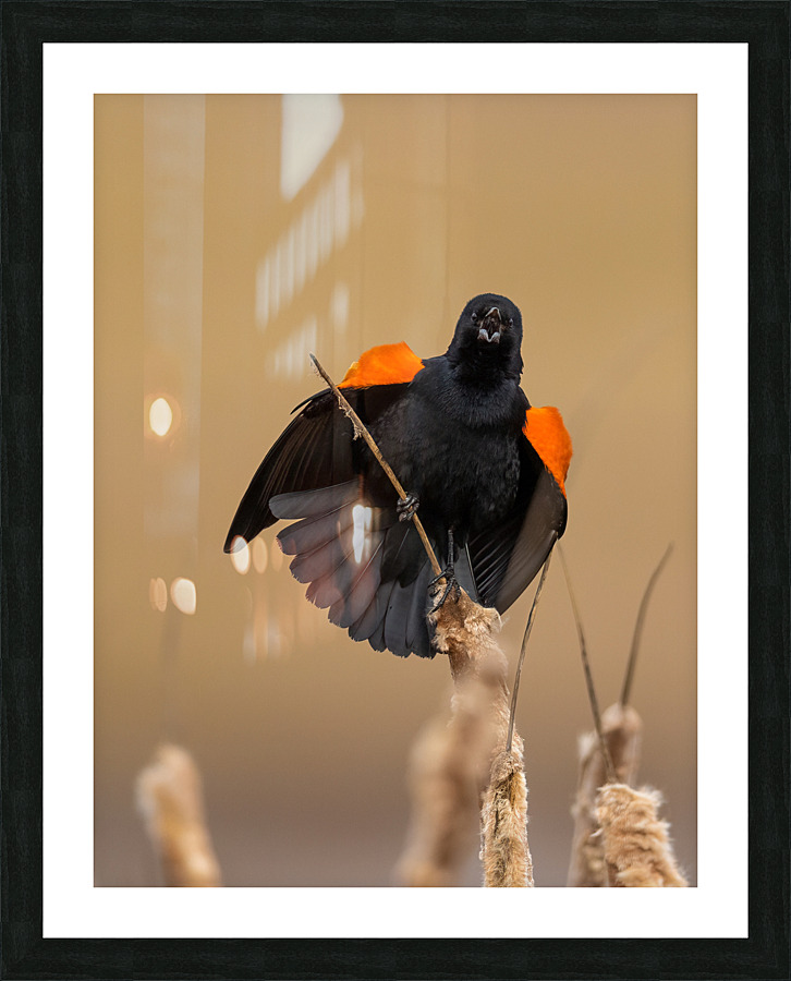 A66I1637 Edit 3 Picture Frame print