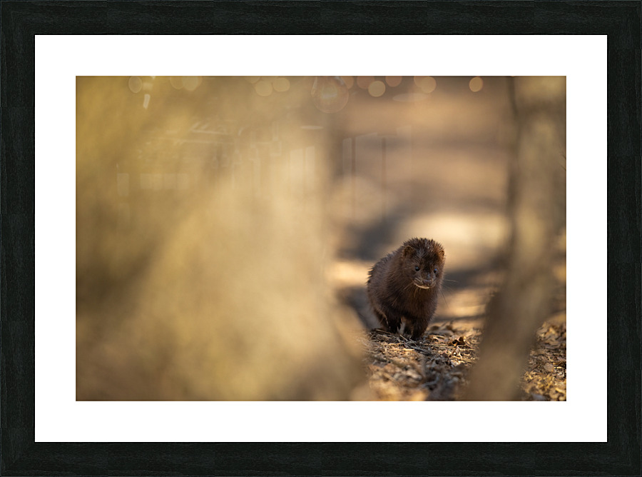 A29I4120 Edit Picture Frame print