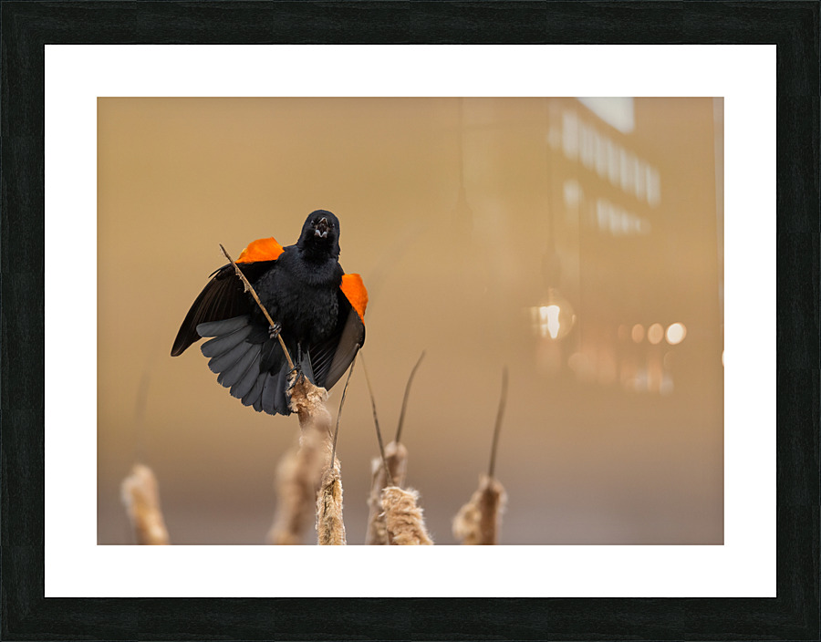 A66I1637 Edit 2 Picture Frame print