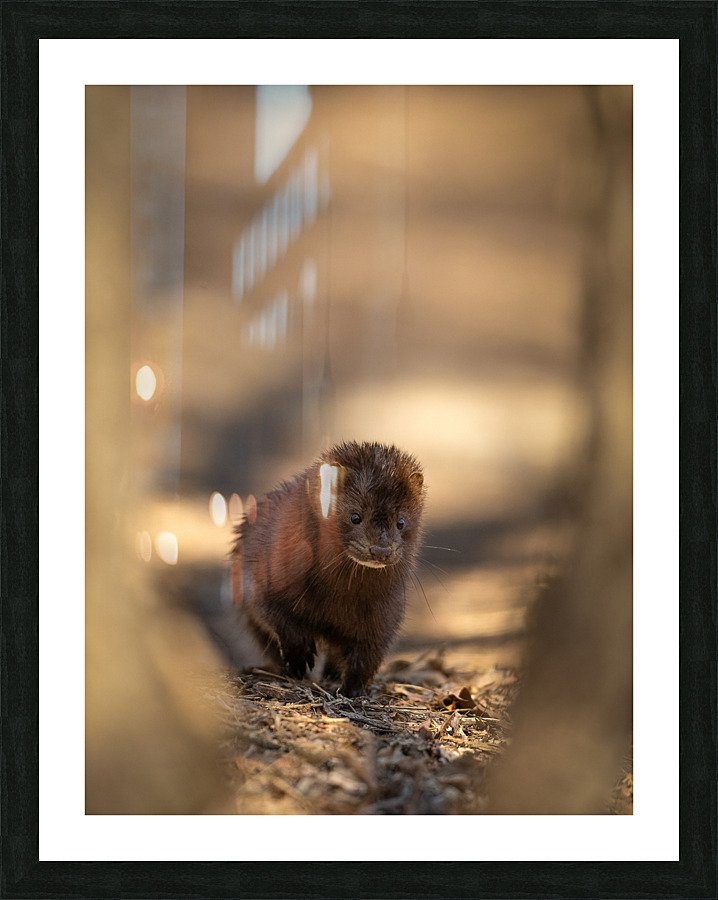 A29I4120 Edit 4 Picture Frame print