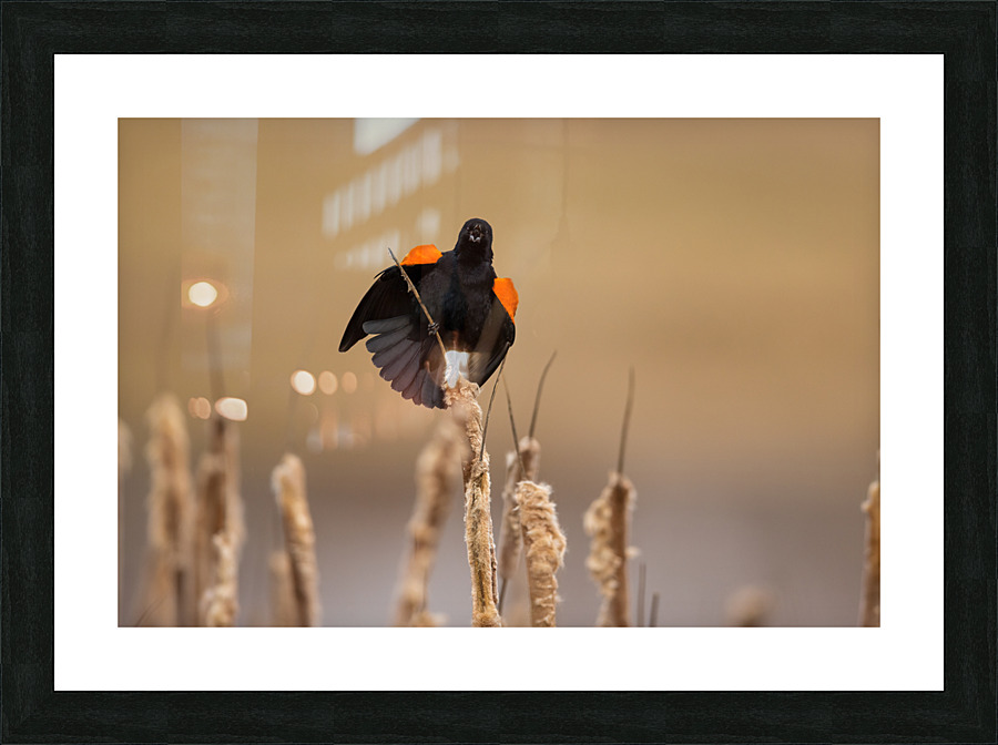 A66I1633 Edit Picture Frame print