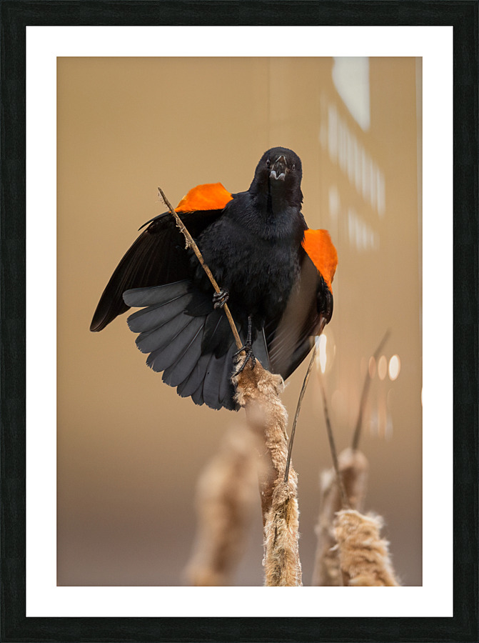 A66I1633 Edit 5 Picture Frame print