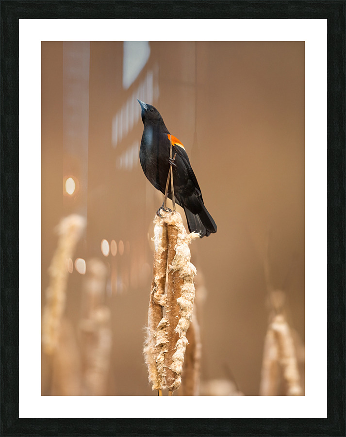 A66I1537 Edit 8 Picture Frame print