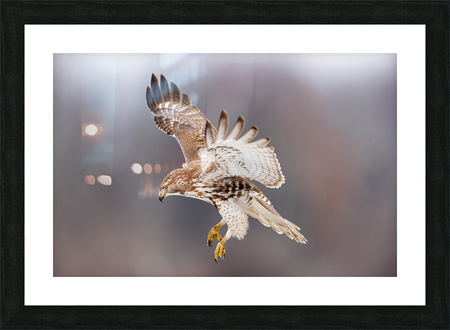 A66I2605 Edit Picture Frame print