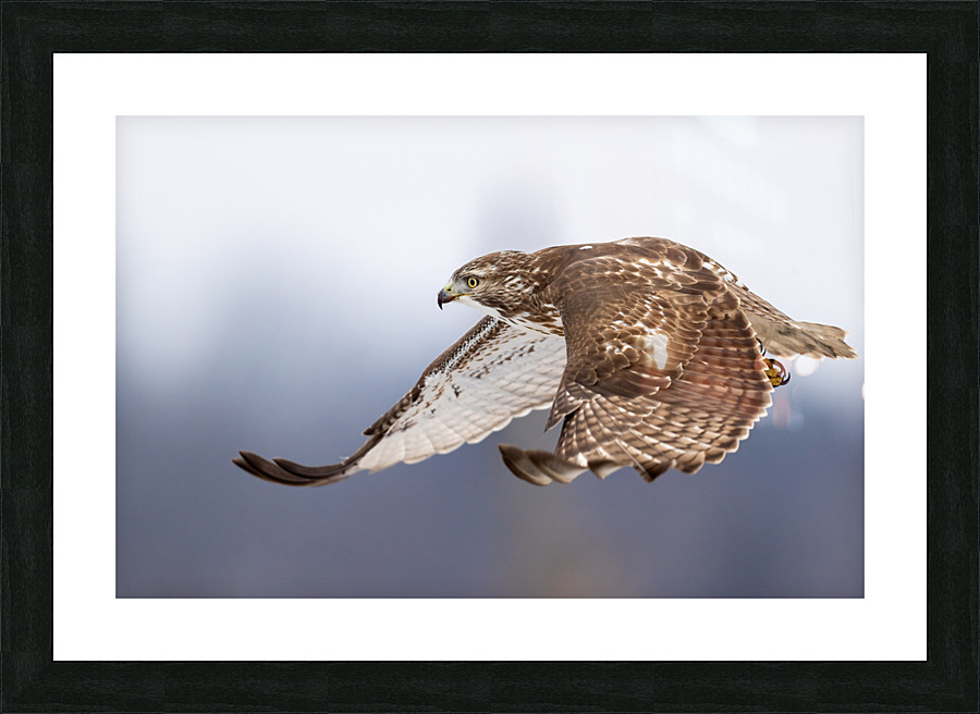 A66I2576 Edit 4 Picture Frame print