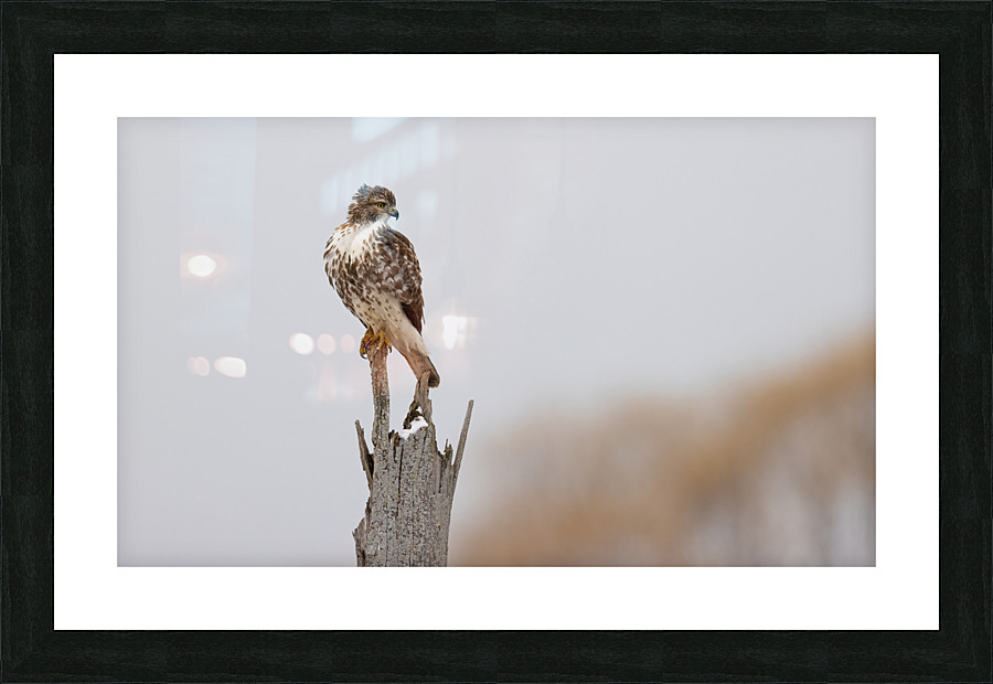 A66I3880 Edit Picture Frame print