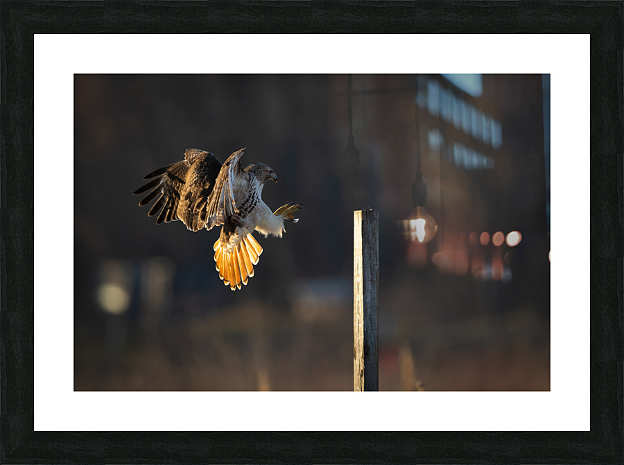 A66I6341 Edit 2 Picture Frame print