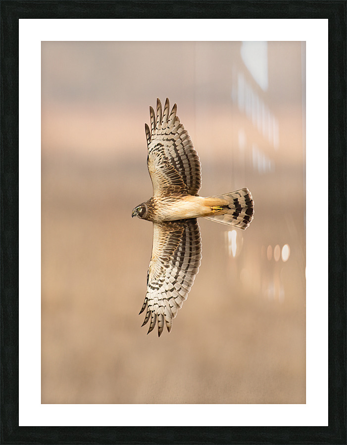 A66I5308 Edit 5 Picture Frame print