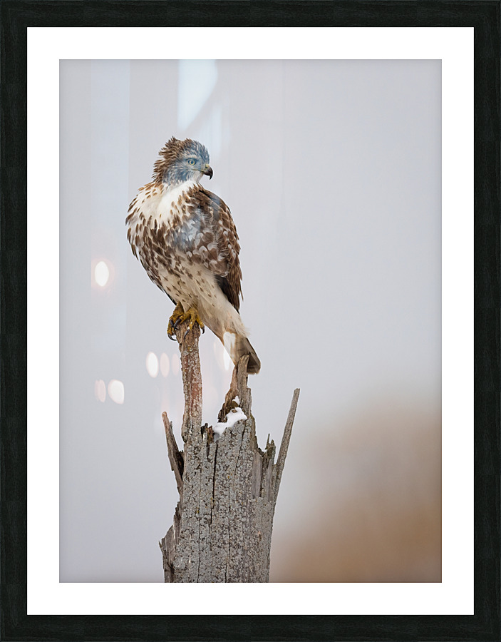 A66I3880 Edit 4 Picture Frame print