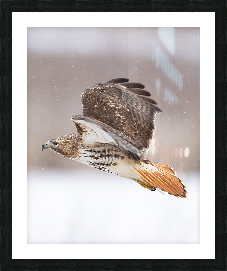A66I0953 Edit 4 Picture Frame print