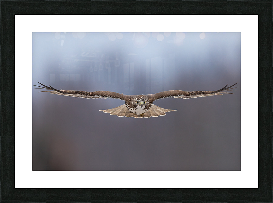 A66I2717 Edit Picture Frame print