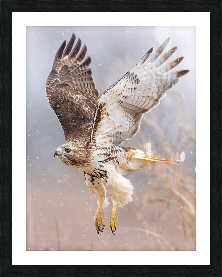 A66I0280 Edit 3 Picture Frame print