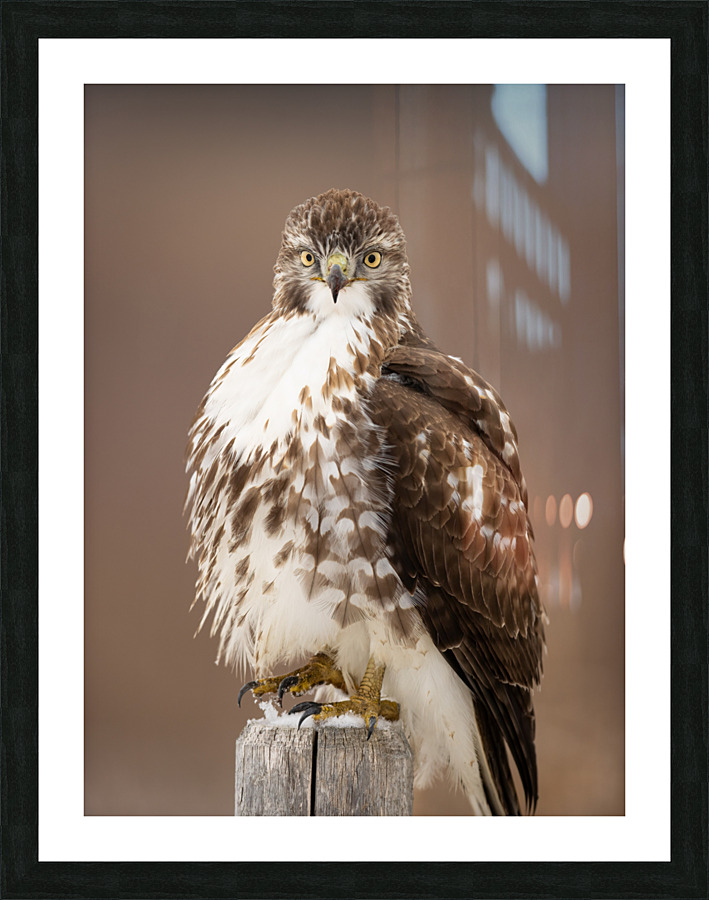 A66I2642 Edit 2 Picture Frame print