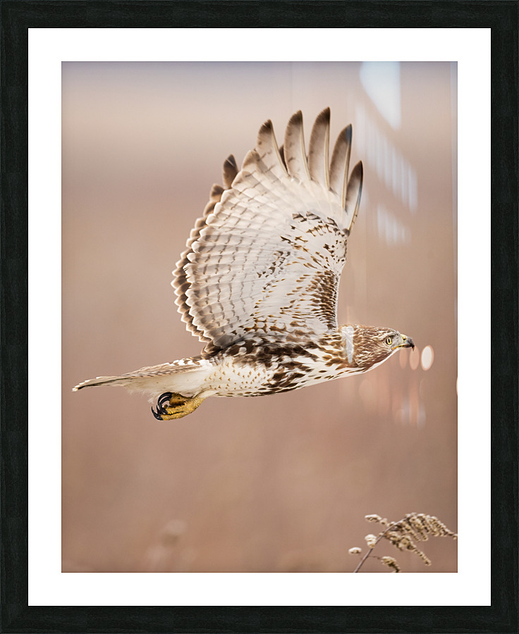 A66I2380 Edit 3 Picture Frame print