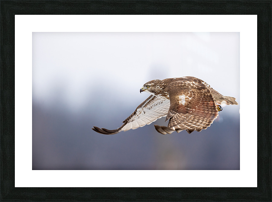 A66I2576 Edit Picture Frame print