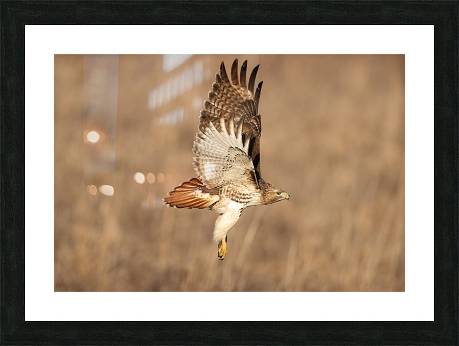 A66I6034 Edit Picture Frame print