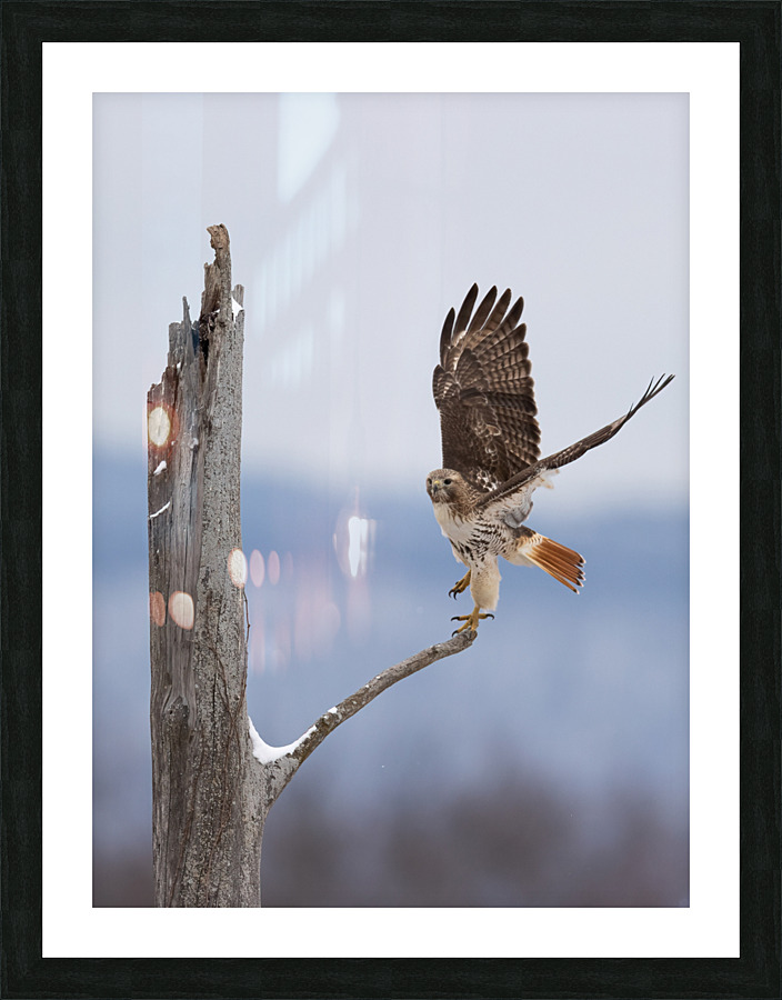 A66I1373 Edit 4 Picture Frame print