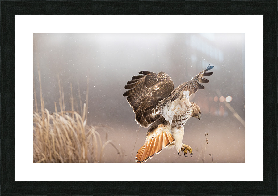 A66I0240 Edit 2 Picture Frame print