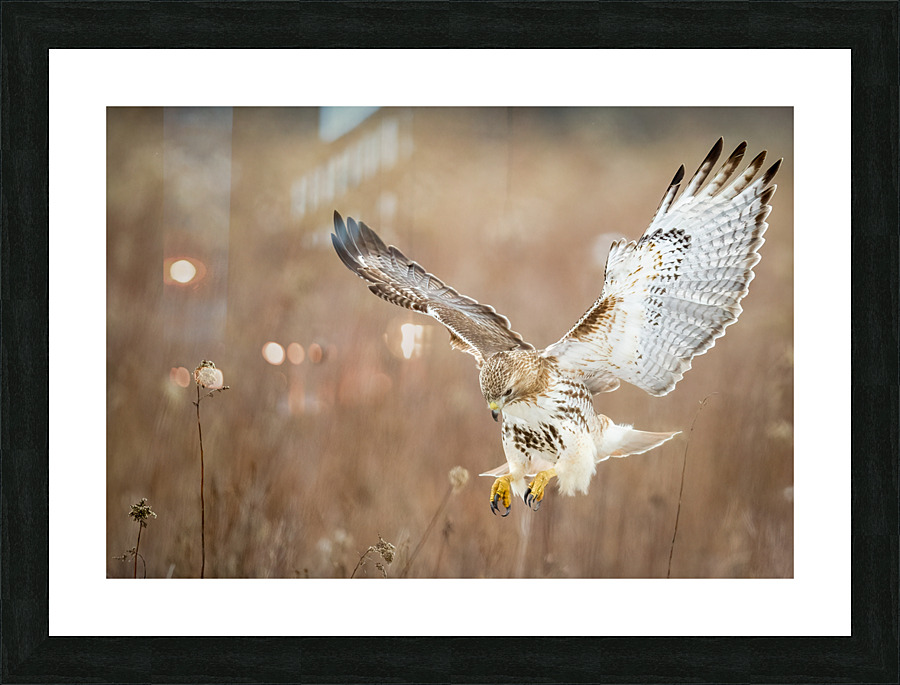A66I1450 Edit 5 Picture Frame print