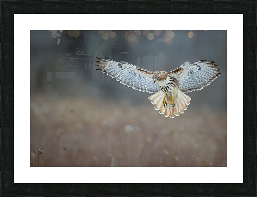 A66I1444 Edit 4 Picture Frame print