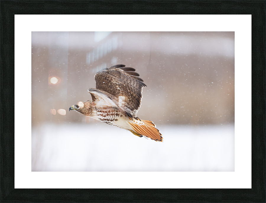 A66I0953 Edit Picture Frame print