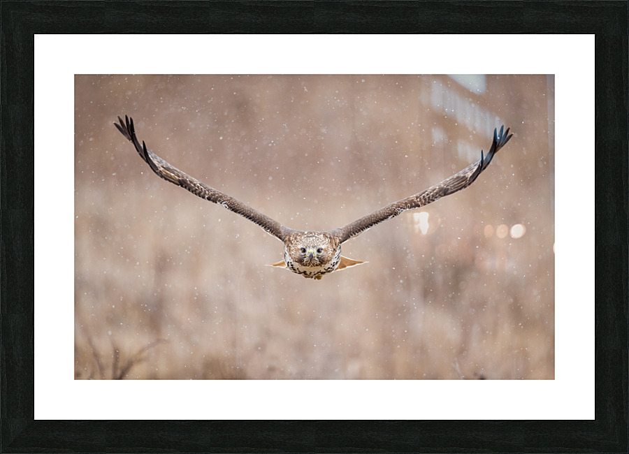 A66I0464 Edit Picture Frame print