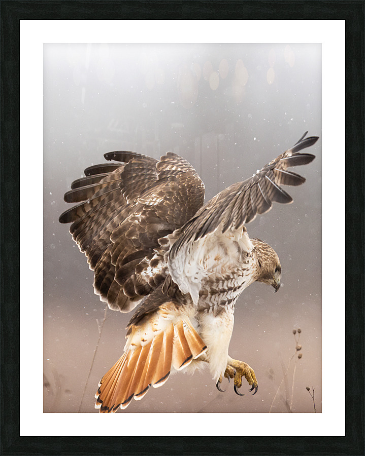 A66I0240 Edit 3 Picture Frame print