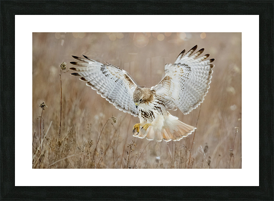 A66I1451 Edit 3 Picture Frame print