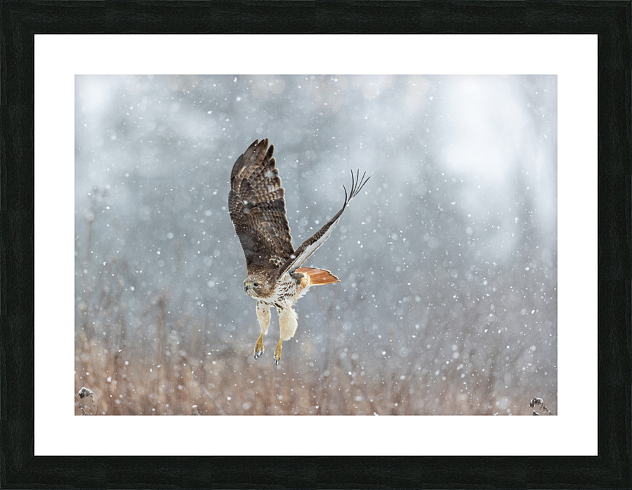 A66I1098 Edit Picture Frame print