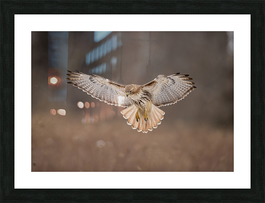 A66I1444 Edit 3 Picture Frame print
